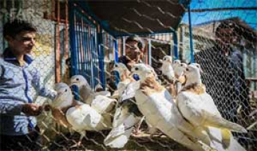 معاون اقتصادی استانداری قزوین:  بازار پرنده فروشان قزوین به خارج از شهر منتقل شود