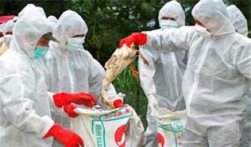 رئیس دامپزشکی پلدشت؛  مشاهده بیماری آنفلوانزای مرغی در پلدشت/مرغ های آلوده معدوم شد