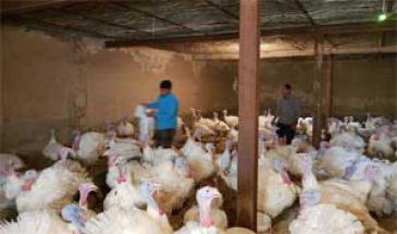 مدیر امور طیور و زنبور عسل جهاد کشاورزی اصفهان خبر داد:  تغییر کاربری واحدهای پرورش مرغ گوشتی به بوقلمون در اصفهان