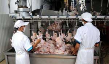 65 هزار تن مرغ امسال در قزوین تولید می شود