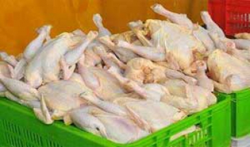 گمرک اعلام کرد  صادرات مرغ آزاد شد