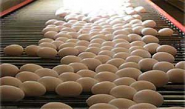 اختصاص رتبه سوم تولید تخم‌مرغ به آذربایجان شرقی