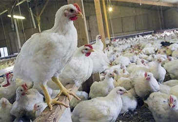 دبیر انجمن صنفی مرغداران استان اصفهان:  افزایش قیمت جوجه یک روزه، موجب گرانی مرغ شب عید نمی‌شود