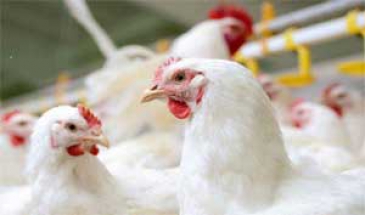 عضو هیات مدیره کانون مرغداران گوشتی:  افزایش سن کشتار مرغ مادر گوشتی، کارشناسی نیست