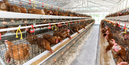 Ofogh Aria Agricultural and Industrial (Egg-Laying)
