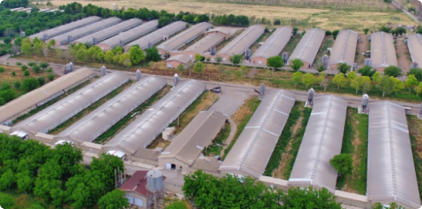 Ofogh Aria Agricultural and Industrial (Egg-Laying)