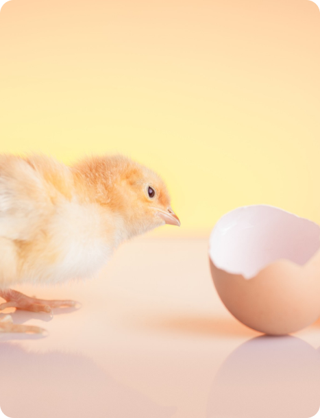 Hatching Egg (Fertile Egg)
