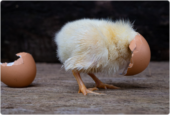 Hatching Egg (Fertile Egg)